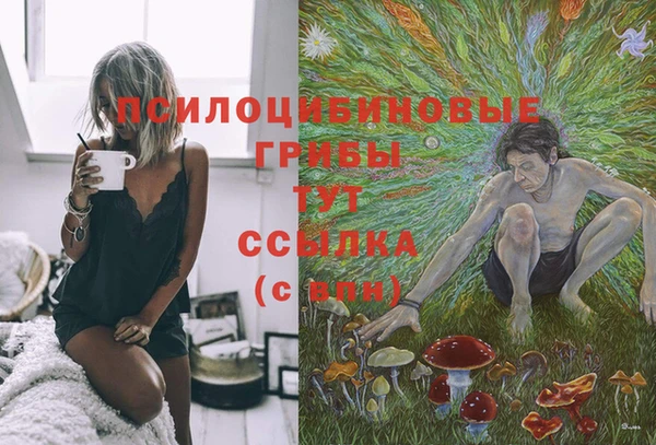 стаф Корсаков